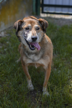 OLLI, Hund, Mischlingshund in Slowakische Republik - Bild 1