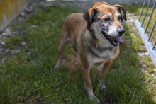 OLLI, Hund, Mischlingshund in Slowakische Republik - Bild 2