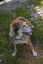 OLLI, Hund, Mischlingshund in Slowakische Republik - Bild 3