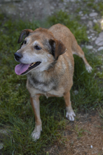 OLLI, Hund, Mischlingshund in Slowakische Republik - Bild 4