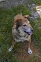 OLLI, Hund, Mischlingshund in Slowakische Republik - Bild 5