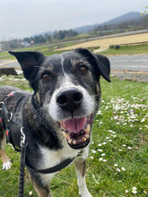CLAUS, Hund, Mischlingshund in Bulgarien - Bild 1