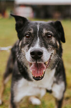 CLAUS, Hund, Mischlingshund in Bulgarien - Bild 2
