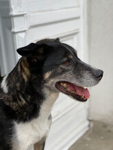 CLAUS, Hund, Mischlingshund in Bulgarien - Bild 3