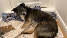 CLAUS, Hund, Mischlingshund in Bulgarien - Bild 4