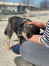 CIELA, Hund, Mischlingshund in Berlin - Bild 2