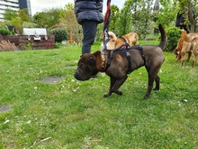 LAYKA, Hund, Shar Pei in Köln - Bild 1