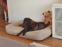 LAYKA, Hund, Shar Pei in Köln - Bild 4