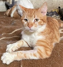 HEINZWILLI, Katze, Hauskatze in Griechenland - Bild 11
