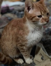 HEINZWILLI, Katze, Hauskatze in Griechenland - Bild 2