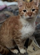 HEINZWILLI, Katze, Hauskatze in Griechenland - Bild 4