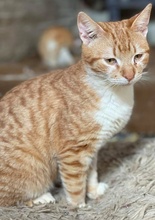 HEINZWILLI, Katze, Hauskatze in Griechenland - Bild 6