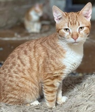 HEINZWILLI, Katze, Hauskatze in Griechenland - Bild 8