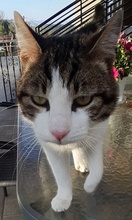 RIKI, Katze, Hauskatze in Griechenland - Bild 3