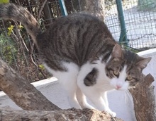 RIKI, Katze, Hauskatze in Griechenland - Bild 7