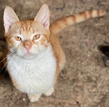 ROBERT, Katze, Hauskatze in Griechenland - Bild 10