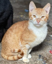 ROBERT, Katze, Hauskatze in Griechenland - Bild 11