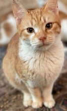 ROBERT, Katze, Hauskatze in Griechenland - Bild 5
