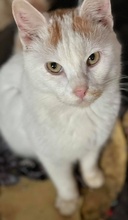 WOLFGANG, Katze, Hauskatze in Griechenland - Bild 2