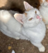 WOLFGANG, Katze, Hauskatze in Griechenland - Bild 7