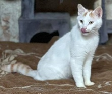 WOLFGANG, Katze, Hauskatze in Griechenland - Bild 8