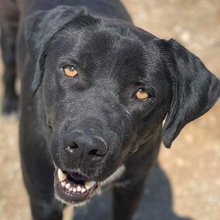 IKENO, Hund, Mischlingshund in Griechenland - Bild 1