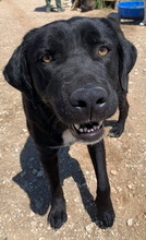 IKENO, Hund, Mischlingshund in Griechenland - Bild 13