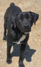IKENO, Hund, Mischlingshund in Griechenland - Bild 4