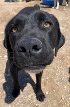 IKENO, Hund, Mischlingshund in Griechenland - Bild 7