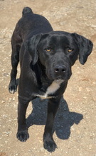 IKENO, Hund, Mischlingshund in Griechenland - Bild 9