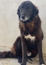 PRISCO, Hund, Mischlingshund in Griechenland - Bild 10