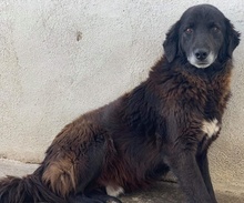 PRISCO, Hund, Mischlingshund in Griechenland - Bild 11