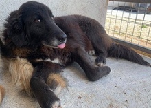 PRISCO, Hund, Mischlingshund in Griechenland - Bild 13