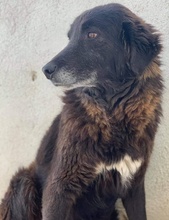 PRISCO, Hund, Mischlingshund in Griechenland - Bild 2