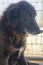 PRISCO, Hund, Mischlingshund in Griechenland - Bild 5