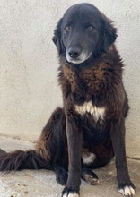 PRISCO, Hund, Mischlingshund in Griechenland - Bild 7