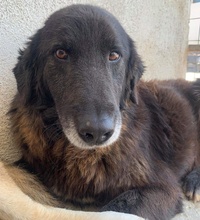 PRISCO, Hund, Mischlingshund in Griechenland - Bild 9
