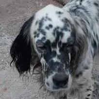 ANGELOS, Hund, Mischlingshund in Griechenland - Bild 1
