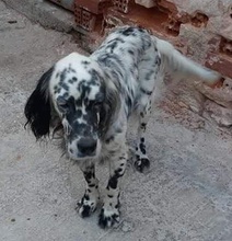 ANGELOS, Hund, Mischlingshund in Griechenland - Bild 2