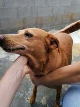 LULU, Hund, Mischlingshund in Italien - Bild 9