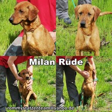 MILAN, Hund, Magyar Vizsla-Mix in Ungarn - Bild 7