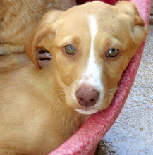 ISLAY, Hund, Mischlingshund in Hude - Bild 20