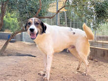 MICHELE, Hund, Mischlingshund in Italien - Bild 3