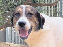 MICHELE, Hund, Mischlingshund in Italien - Bild 4