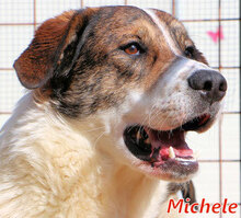 MICHELE, Hund, Mischlingshund in Italien - Bild 5