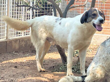 MICHELE, Hund, Mischlingshund in Italien - Bild 7
