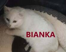 BIANKA, Katze, Europäisch Kurzhaar in Bulgarien - Bild 1