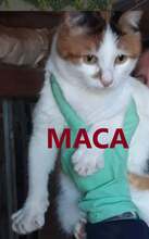 MACA, Katze, Europäisch Kurzhaar in Bulgarien - Bild 1