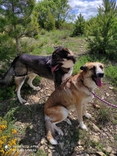 NALA, Hund, Mastinmischling in Spanien - Bild 13