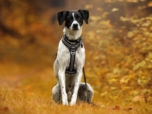 DIMONI, Hund, Mischlingshund in Stadland - Bild 1